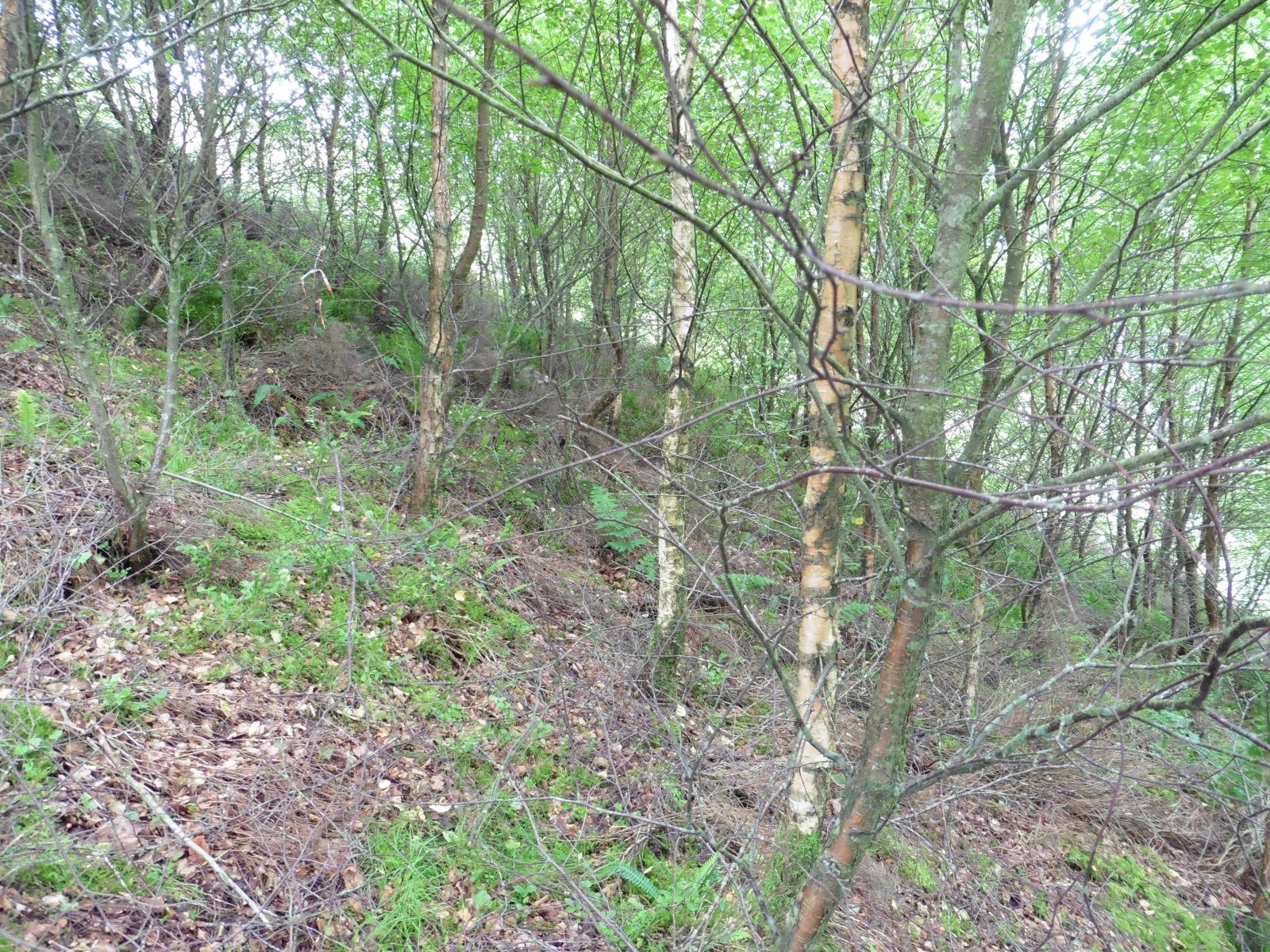 The heather has been shaded out by the establishment of the birch trees. Photo credit Ruth Mitchell