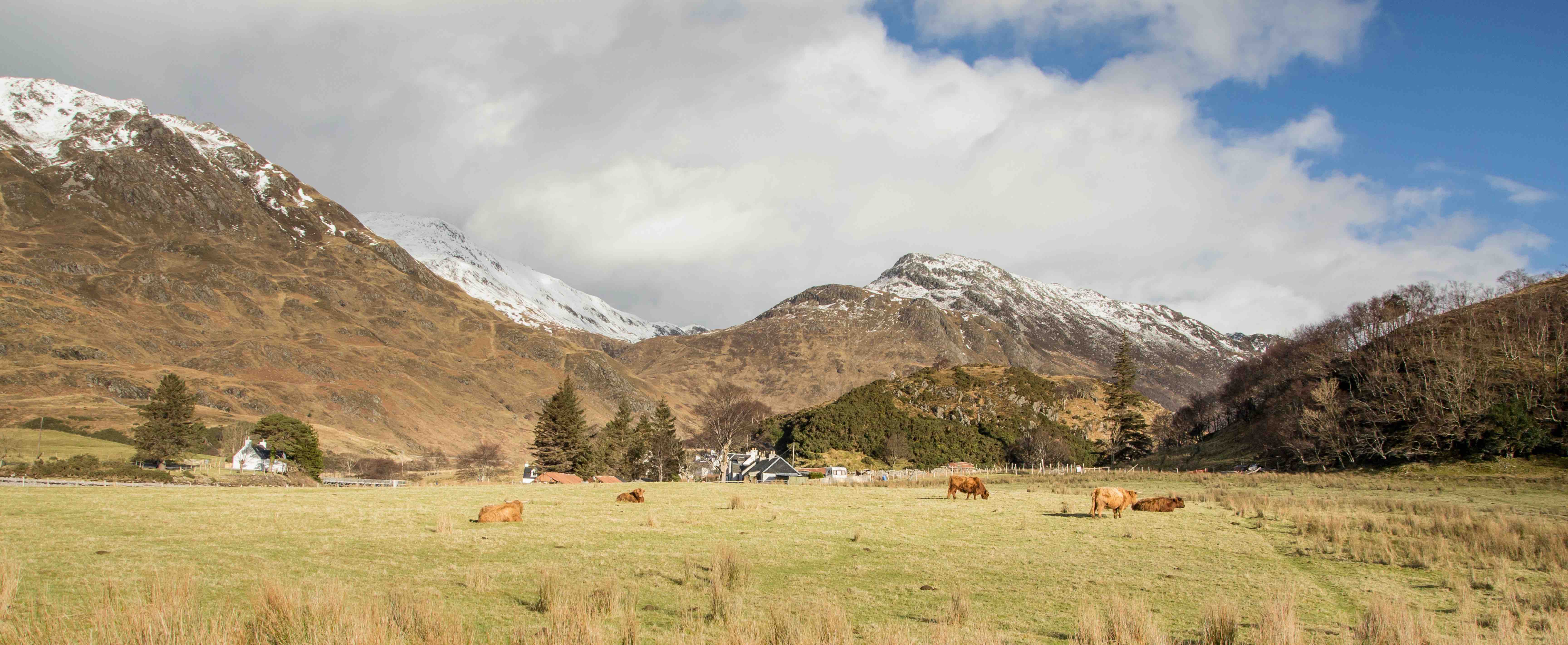 Highland cows grazing meadow in valley surrounded by mountains