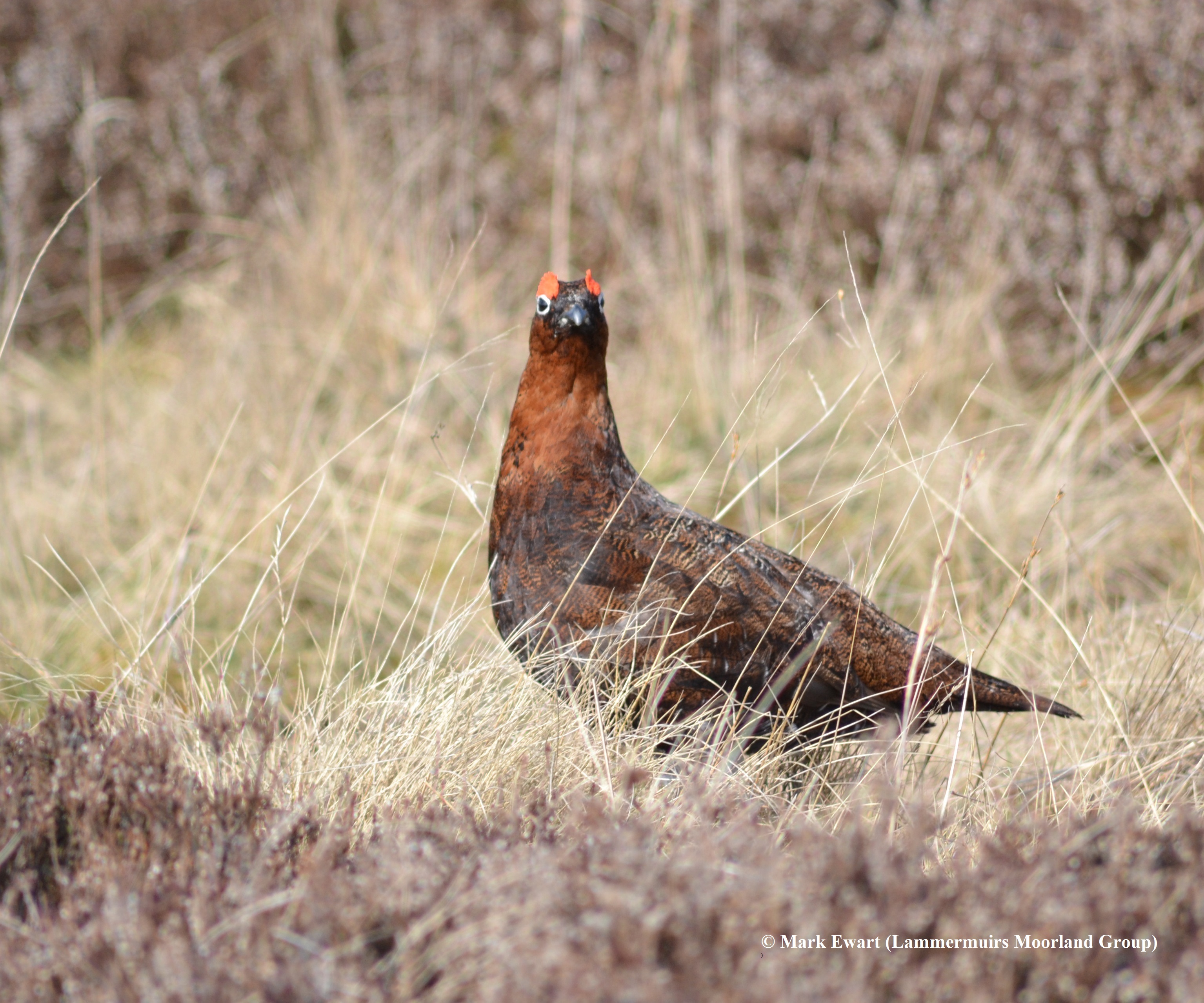 socioeconomic-and-biodiversity-impacts-of-driven-grouse-moors-in