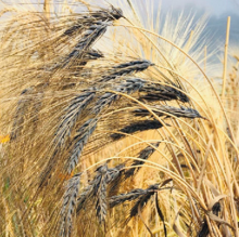 Barley project picture Picture of black barley