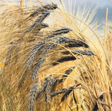 Picture of black barley