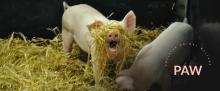 pigs playing with straw