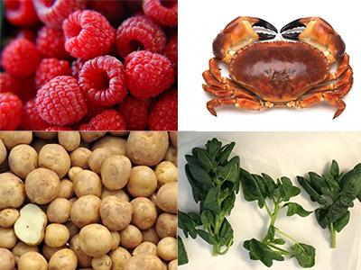 Improving Primary Produce Improving Primary Produce