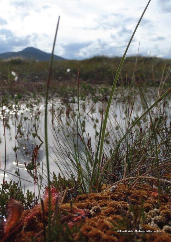 Image showing moorland plants and water 