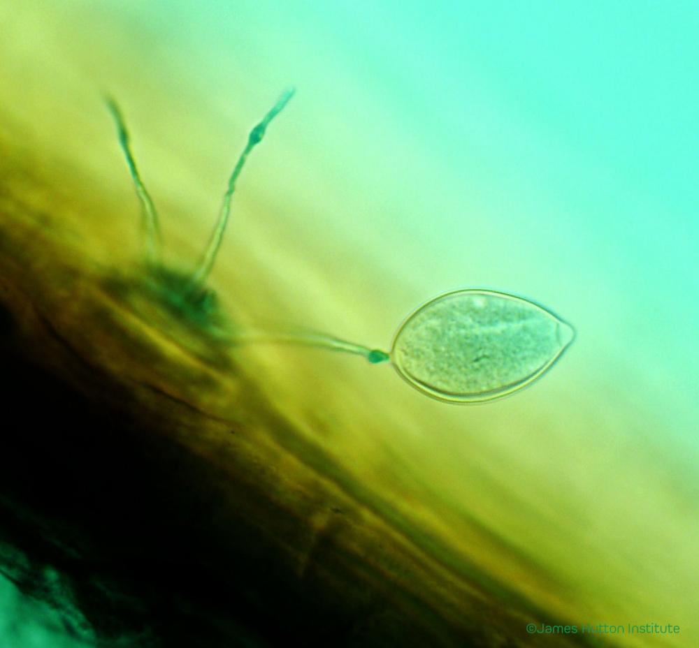 clonal spores of the pathogen Phytophthora kernoviae emerges from a leaf