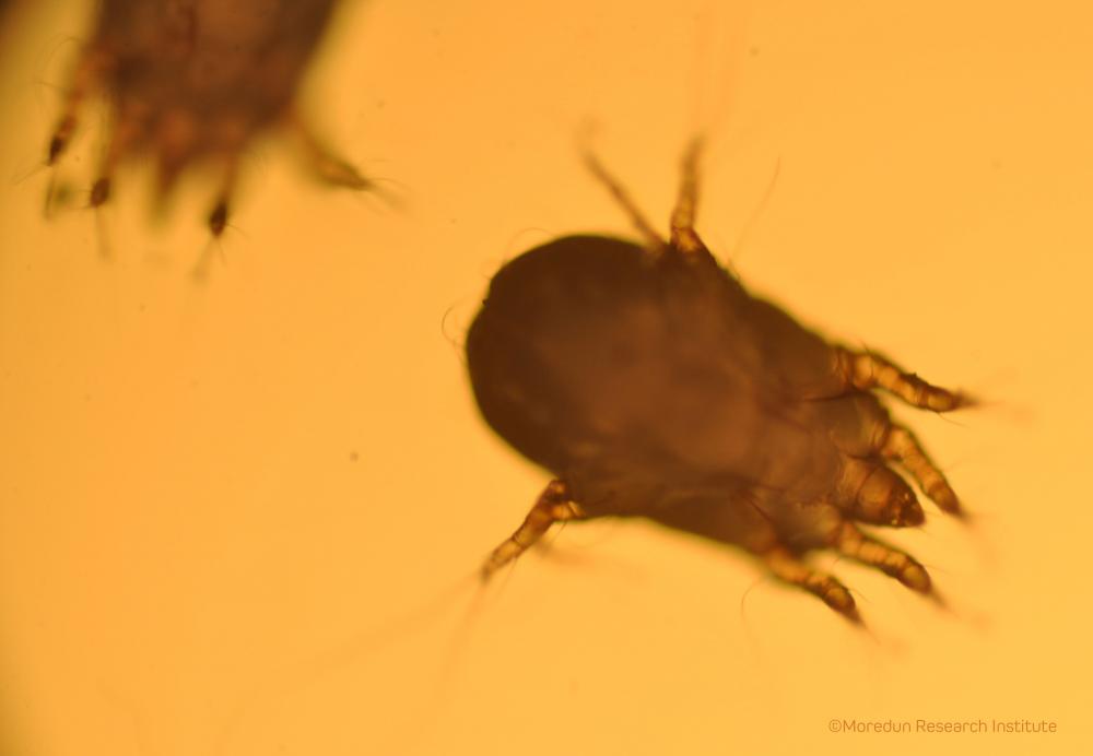 Sheep Scab Mite (Psoroptes ovis)