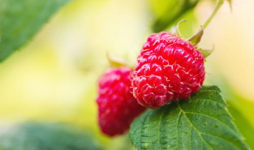 Close up of raspberries 