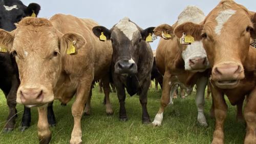 Cattle closeup