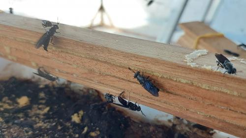 Black Soldier Flies