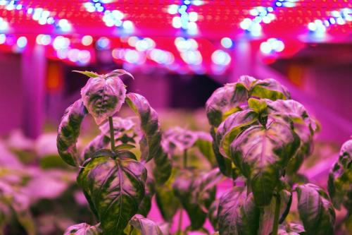 Basil growing in a vertical farm