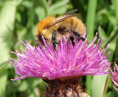 Bee landing on flower