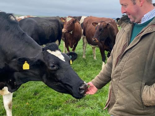 Farmer and Cows