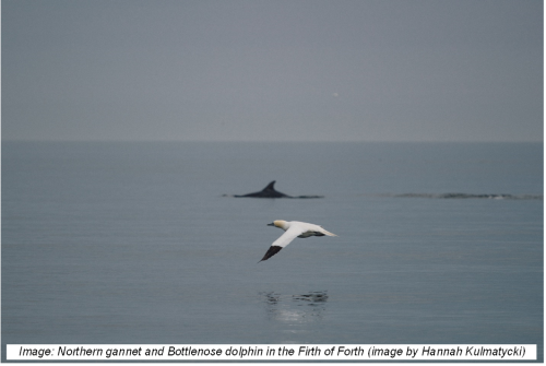 Northern gannet and Bottlenose dolphin in the Firth of Forth