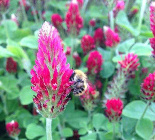 Bee pollinating a flower