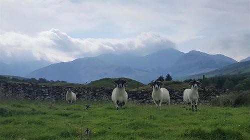 Sheep in a field