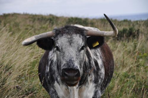 English longhorn is a hardy ancient breed from the north of England suited to extensive rearing