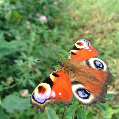 Peacock Butterfly foraging on lucerne