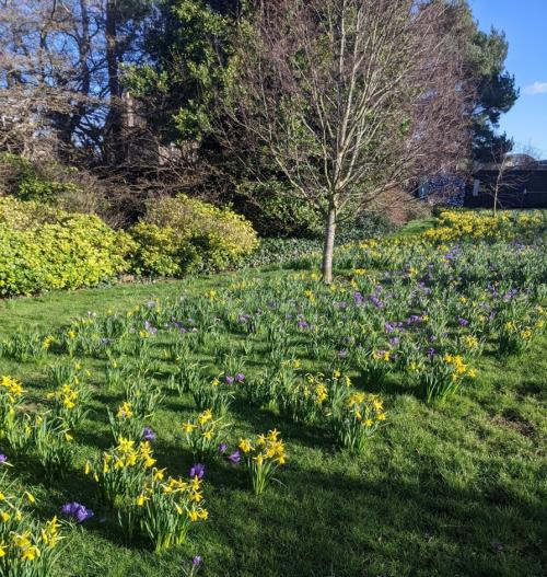 Spring Flowers at Royal Botanic Garden Edinburgh