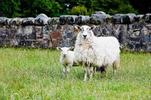 Sheep on Grass