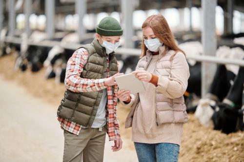 People looking at a tablet in a cow parlour