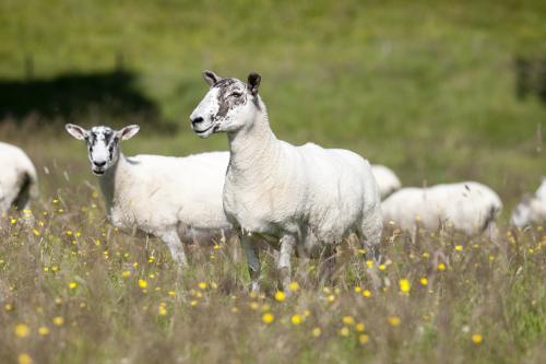 Sheep in long grass