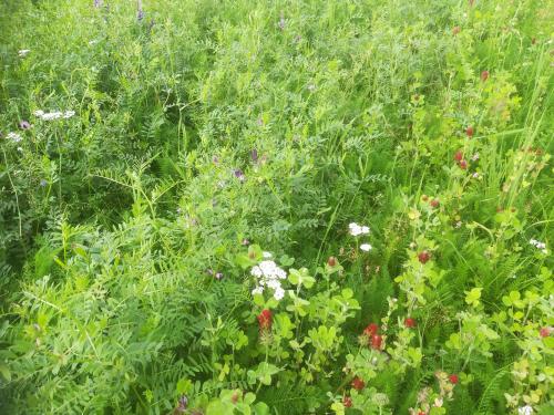 wildflowers