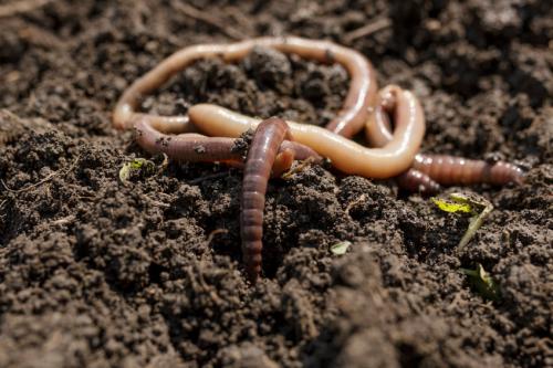 Earthworm on soil