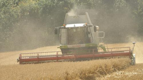 Harvesting Oats