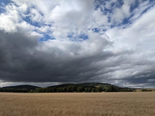 Field of crops underneath a sky with brooding clouds