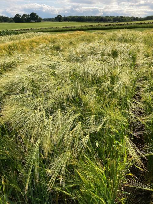 Field of barley