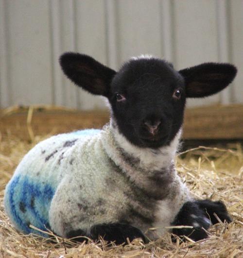 Young lamb