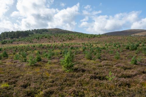 Pine wood expansion on heather moorland. Photo credit Scot Ramsey