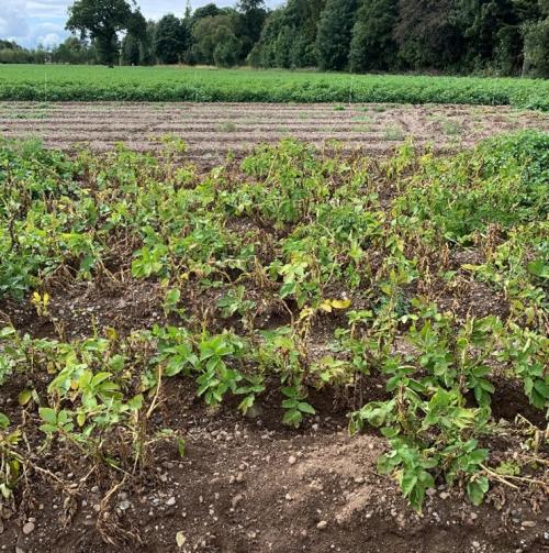 Potato plants infected with potato cyst nematode