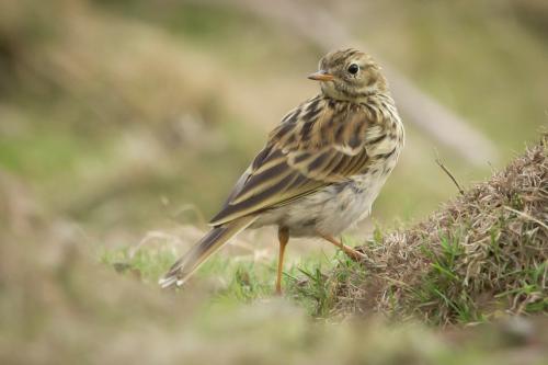 Photo credit: Paul Cooper. Meadow Pipit.