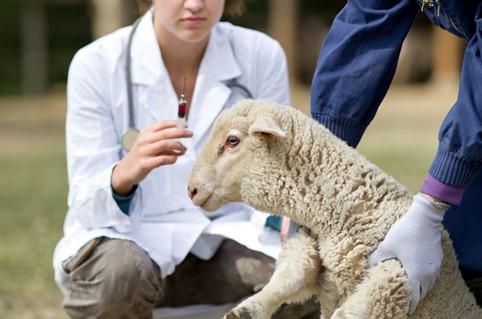 Sheep being vaccinated