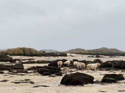 Flock of sheep grazing on seaweed on North Ronaldsay