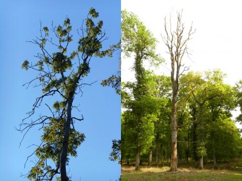 Ash tree dying from ash dieback and dead oak tree