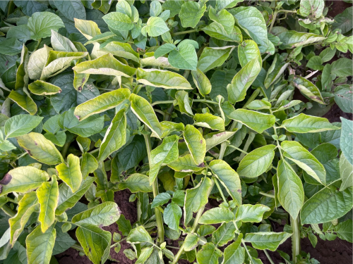 virus infected potato plants. Photo credit: Eugene Ryabov