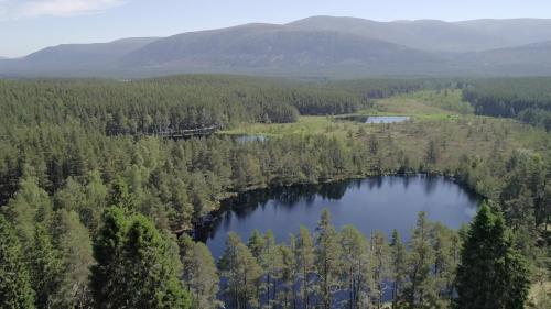 Arial shot of woodland with and loch with hills in the distant background