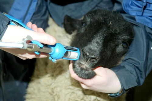 sheep being given anti worming and/or flukicide treatment