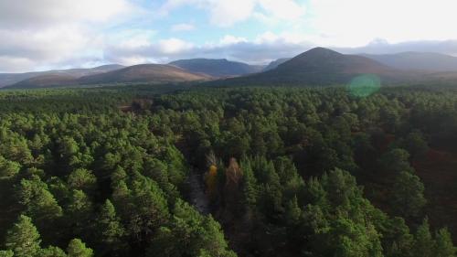 Aerial photo of Scottish hills surrounded by forest pine trees