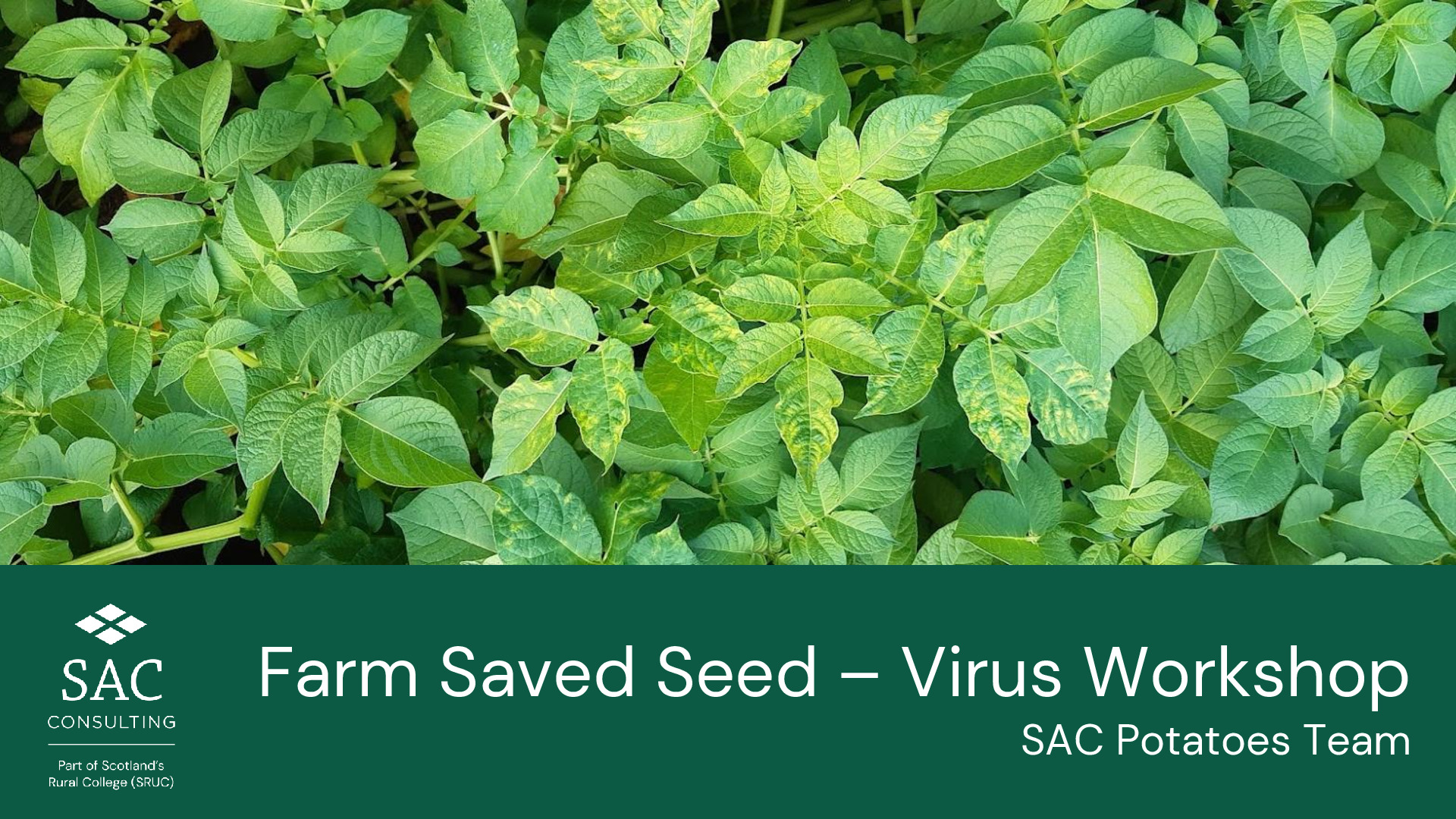 2024 Farm saved seed Virus Workshop.pdf