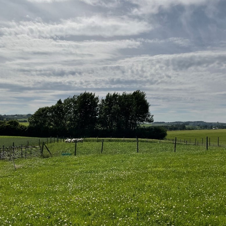 Photo of grazing plot at Tulloch. Source: Lorna Dawson.