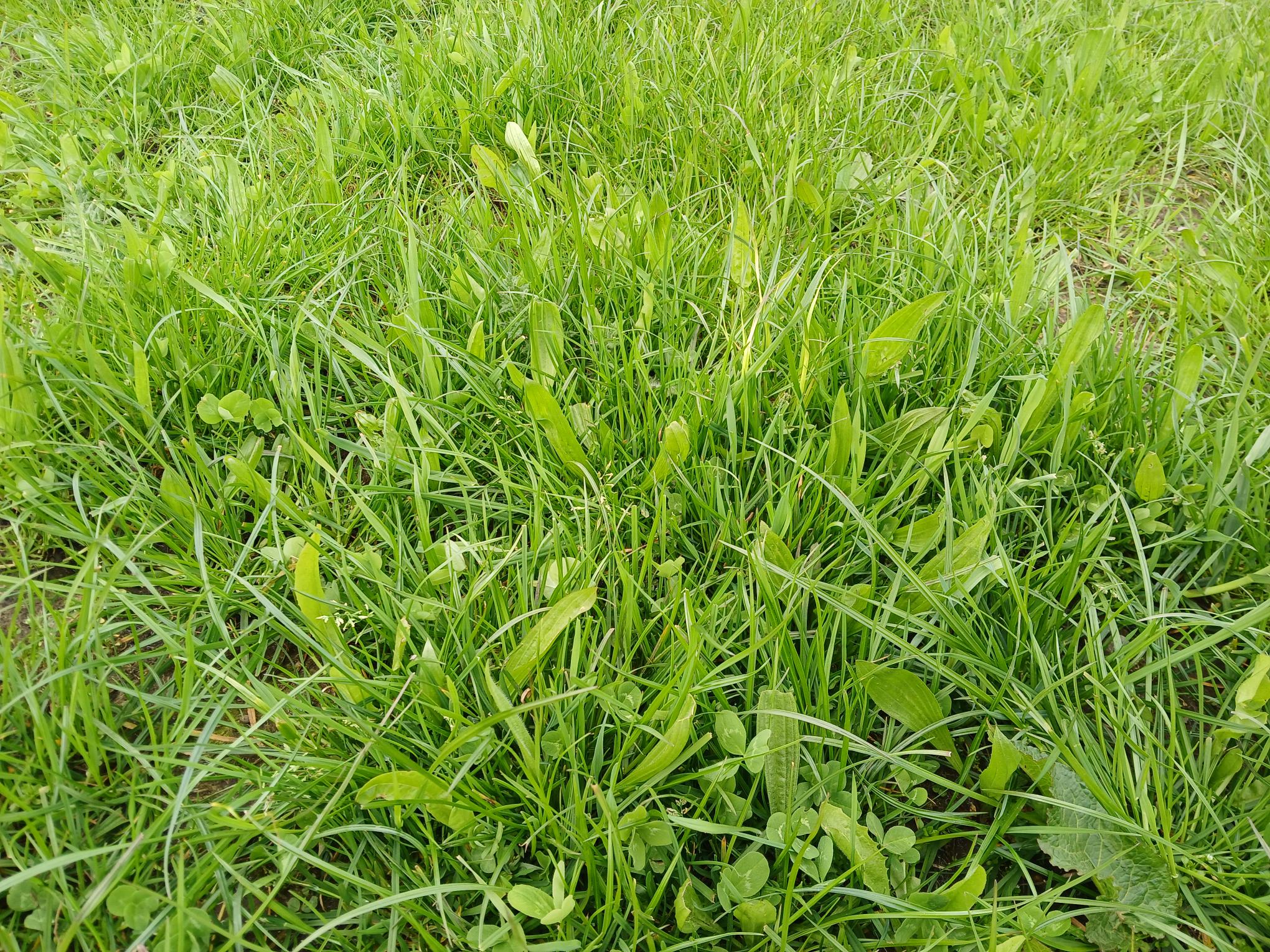 multispecies sward with clover and plantain (Photo Credit: John Newbold, SRUC)