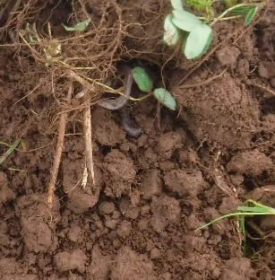 Healthy soil with an earthworm. Some clover and roots also appear in the image.