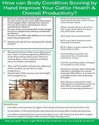 How can Body Condition Scoring by Hand Improve Your Cattle Health & Overall Productivity?