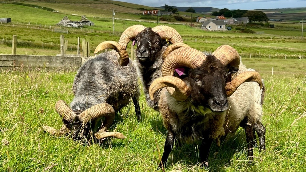 photo credit: Lorna Dawson