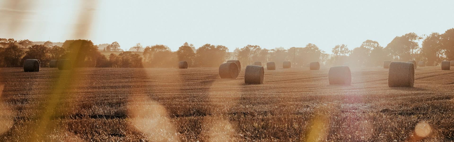 Hey bales in sunset