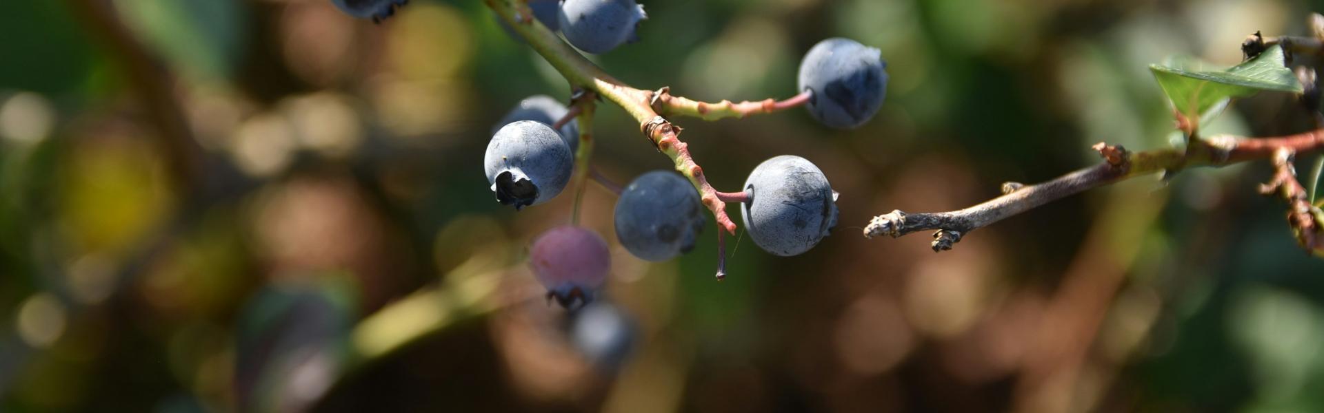 Blueberries on a branch