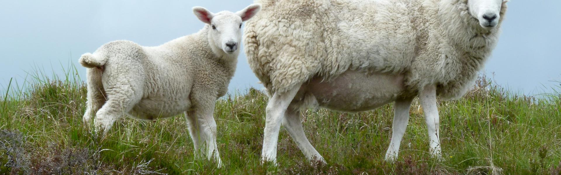 Sheep